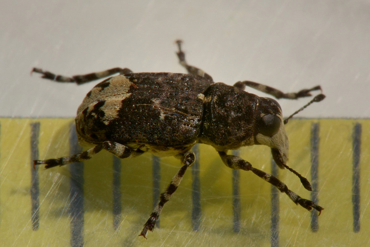 Anthribidae: Tropideres albirostris?  Sì !